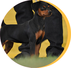 zwergpinscher1