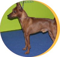 zwergpinscher1